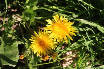 Croxley Green, Rickmansworth, Hertfordshire, England.  Springtime in orchard.  May 2018