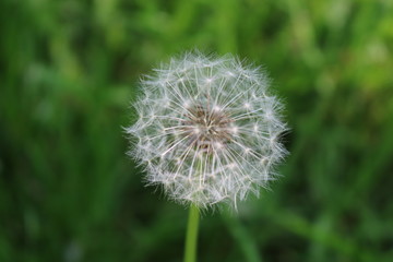 Croxley Green, Rickmansworth, Hertfordshire, England.  Springtime in orchard.  May 2018