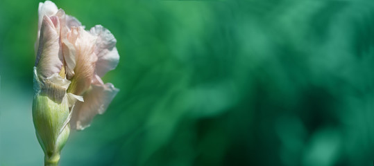 A iris plant in garden bloom in spring.Floral image for spring background or banner template