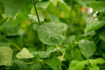 Water pearls on a green leaf after the rain