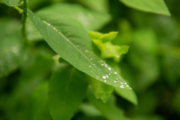 Water pearls on a green leaf after the rain