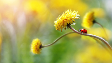 Ladybug on a yellow spring flower. Artistic macro image. Concept spring summer. Free space.