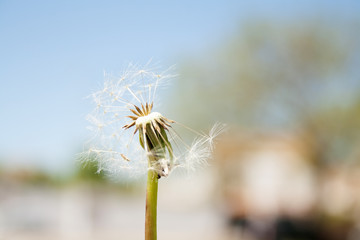 Dandelion in the wind, airy white beautiful, meadow flower.