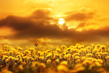 Ladybug in flight above field of yellow dandelions at sunset. Concept spring summer. Artistic natural image.