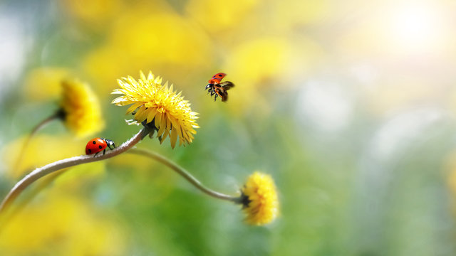Two ladybugs on a yellow spring flower. Flight of an insect. Artistic macro image. Concept spring summer. Free space.