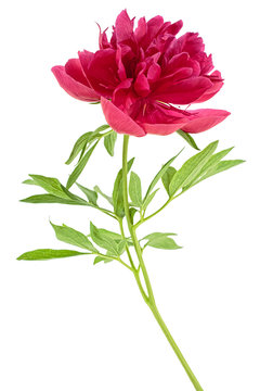 Fototapeta Red peony flower isolated on white background