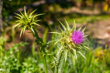 Thistle flower on a spring afternoon.