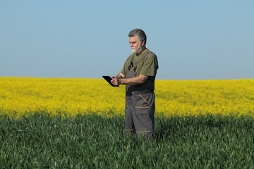Farmer or agronomist inspect quality of wheat in early spring using tablet with canola field in...