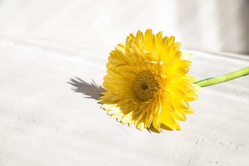 Beautiful gerbera on a gray background