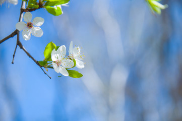 white flowers on blue sky background, blossoming tree in spring