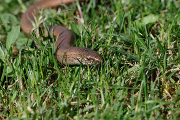 orvet dans l'herbe