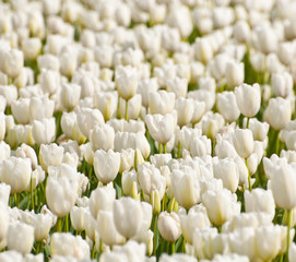 White tulip field at bloom  in British Columbia Canada in spring