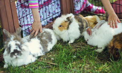 Children touching shy bunny outdoor