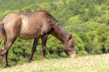 都井岬野生馬　天然記念物8