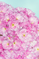 beautifully cherry pink flowers of Japanese