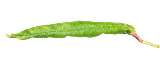 Green leaf of hackberry (Prunus padus), rolled in tubule by caterpillar of Eudemis porphyrana leafroller moth isolated on white background