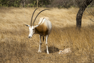 Oryx algazelle, Oryx dammah, jeune et femelle