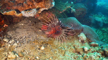 Naklejka na ściany i meble Lionfish on coral reef. Dive, underwater world, corals and tropical fish. Philippines, Mindoro. Diving and snorkeling in the tropical sea. Travel concept.