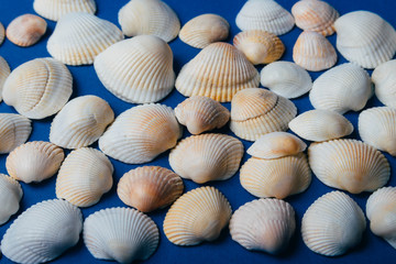 seashells on a blue background, place for text, summer, rest, sea and ocean. texture of seashells.