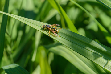 Wasp on a leaf