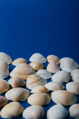 seashells on a blue background, place for text, summer, rest, sea and ocean. texture of seashells.