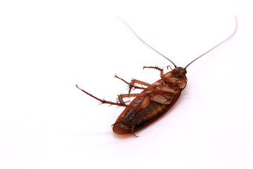 dead cockroach isolated on white background