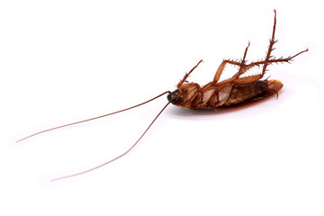 dead cockroach isolated on white background