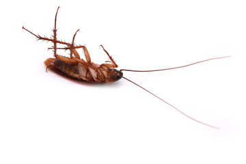 dead cockroach isolated on white background