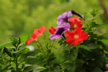 Petunia flower in natural environment