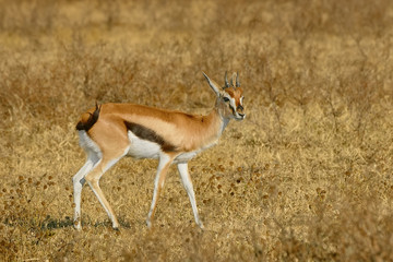 Close-up female Thomson's gazelle ( Eudorcas thomsonii ) in dry season on yellow grass background. Tommie is common in savannah Serengeti and Masai Mara (Kenya, Tanzania) similar to Springbok Antelope