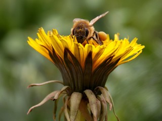 Bee on dandelion
