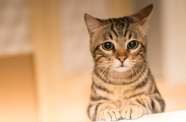 Fototapeta premium Piękny kot koci w domu