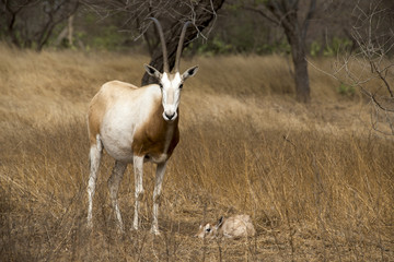 Oryx algazelle, Oryx dammah, jeune et femelle
