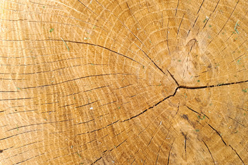 cut oak texture, visible ring