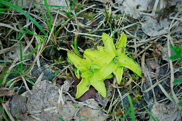 Endemic plant Pinguicula bohemica growing in the Czech Republic on boggy soil in marshland, light green leaves, dry grass, rare and endangered perennial plant