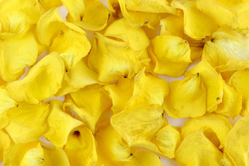 Rose petals as background. Beautiful petals of yellow rose withered put, texture lobe flower background, feeling perfume, Valentine's day concept.
