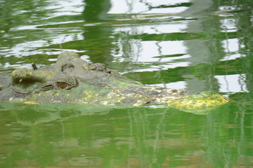 close up of salt water crocodile.