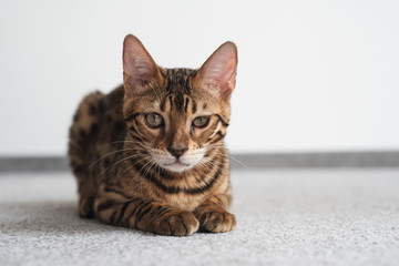 bengal cat