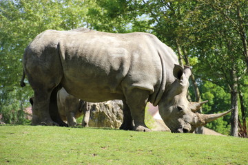 Obraz premium Rhinoceros life