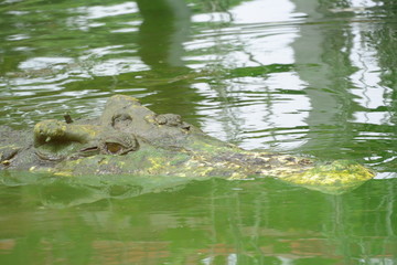 close up of salt water crocodile.