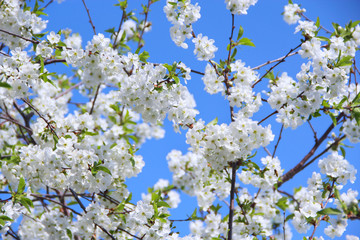 Blossoming cherry tree. White flowers