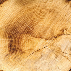 Naklejka premium stary tekstura dębu, cięte tło drewna. naturalne widoczne pierścienie