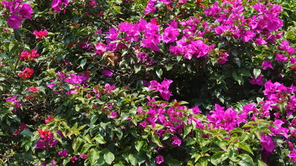 Fototapeta premium flor buganvilia 