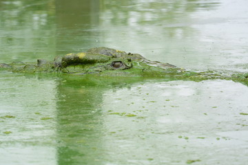 close up of salt water crocodile.