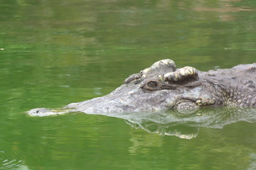 close up of salt water crocodile.