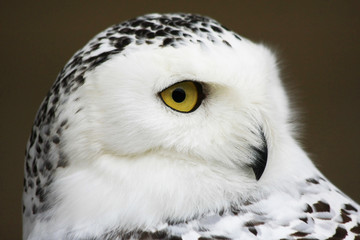the look of the white owl