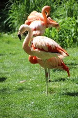 Flamingo on the grass