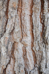 foreshortening of the tree