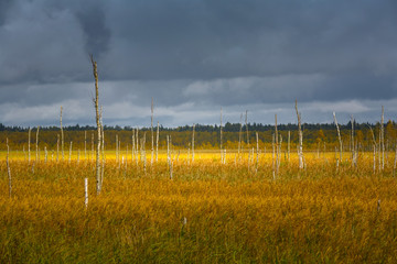 A ray of sunshine on the marsh