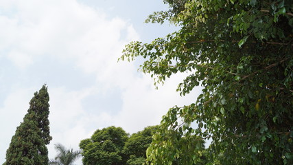 cielo y árboles